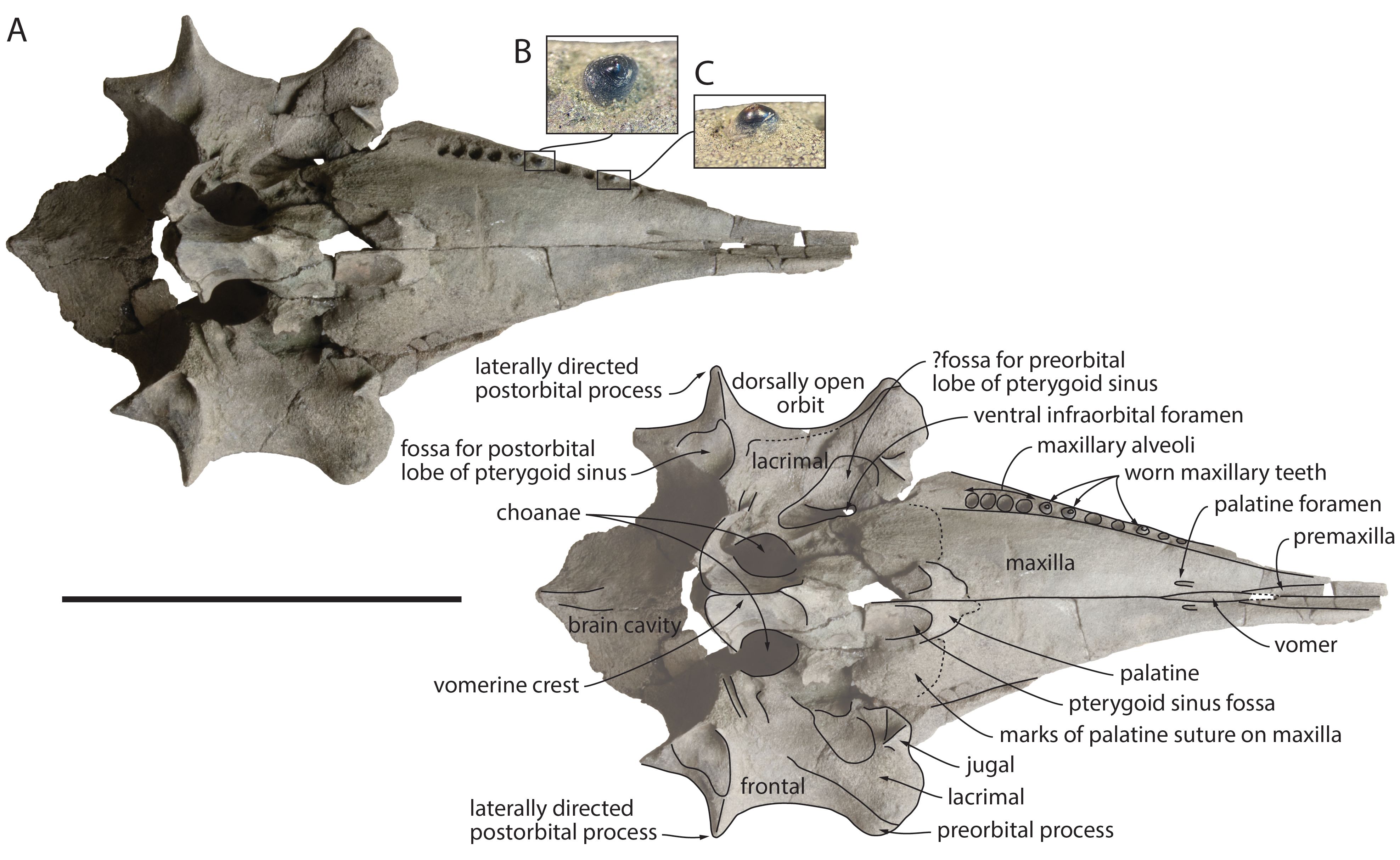 Image 1000000000000F6F0000097B2960AA8F.jpg