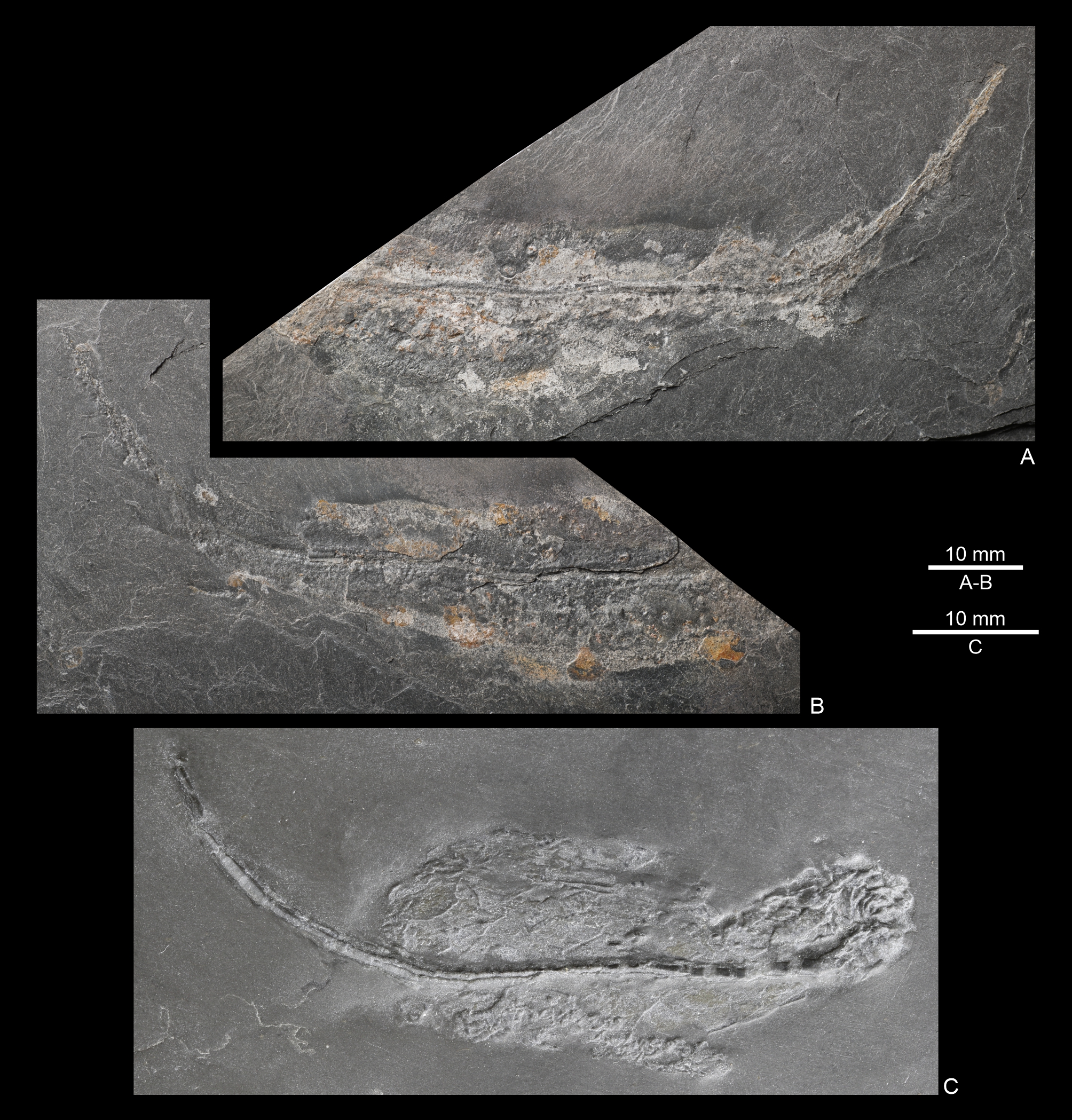 Image 10000000000007D800000832ACC2BEB4.jpg