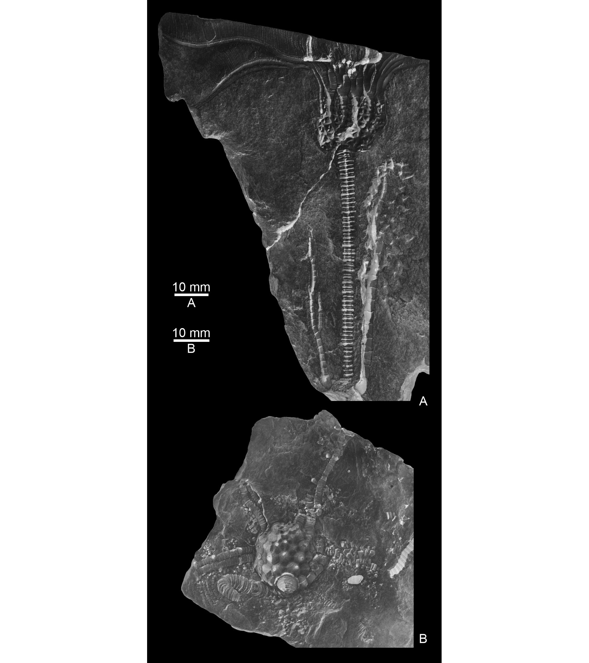 Image 10000000000007960000088A610F9793.jpg