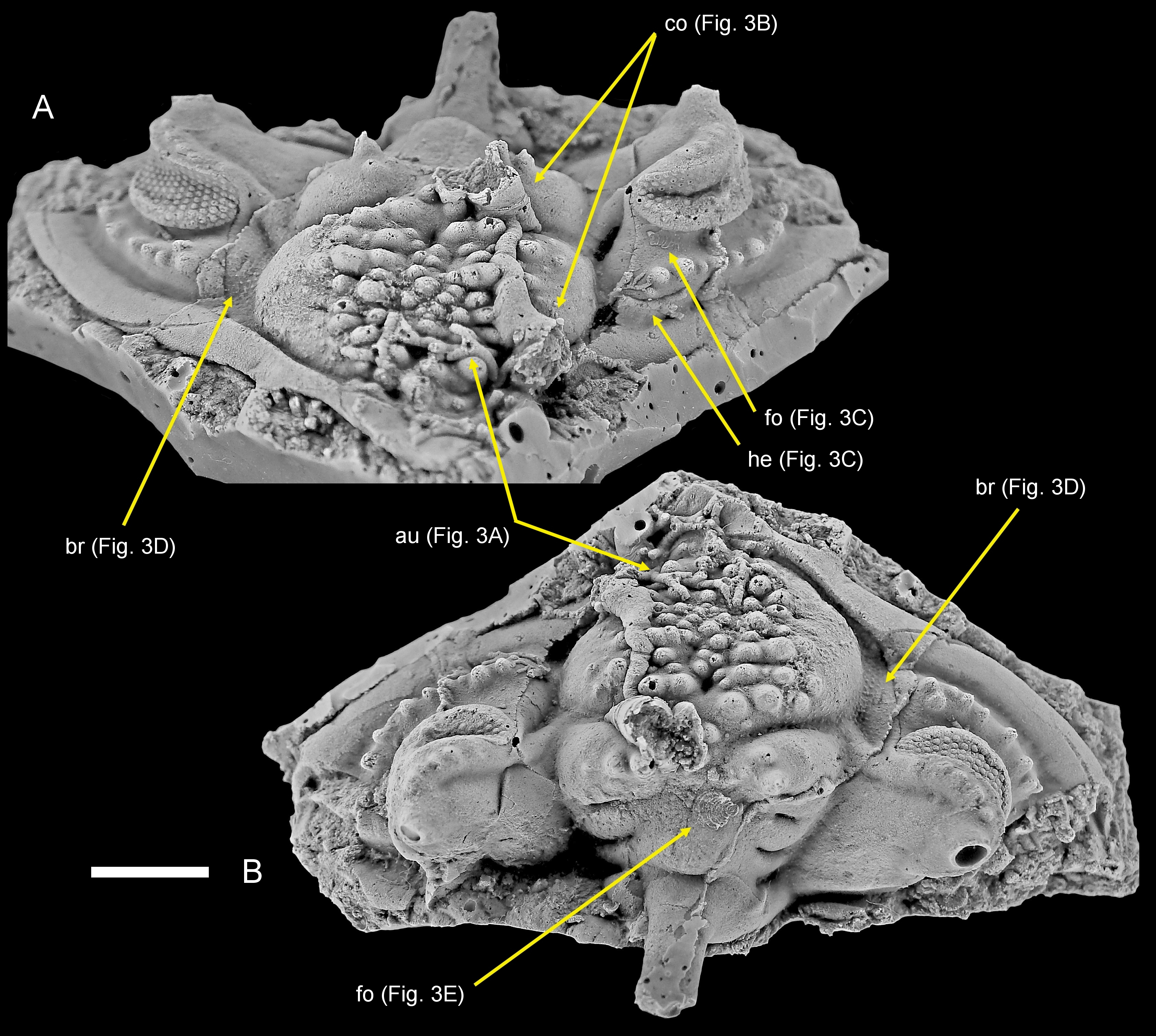 Image 1000000000000D2C00000BD0A2B7AC65.jpg