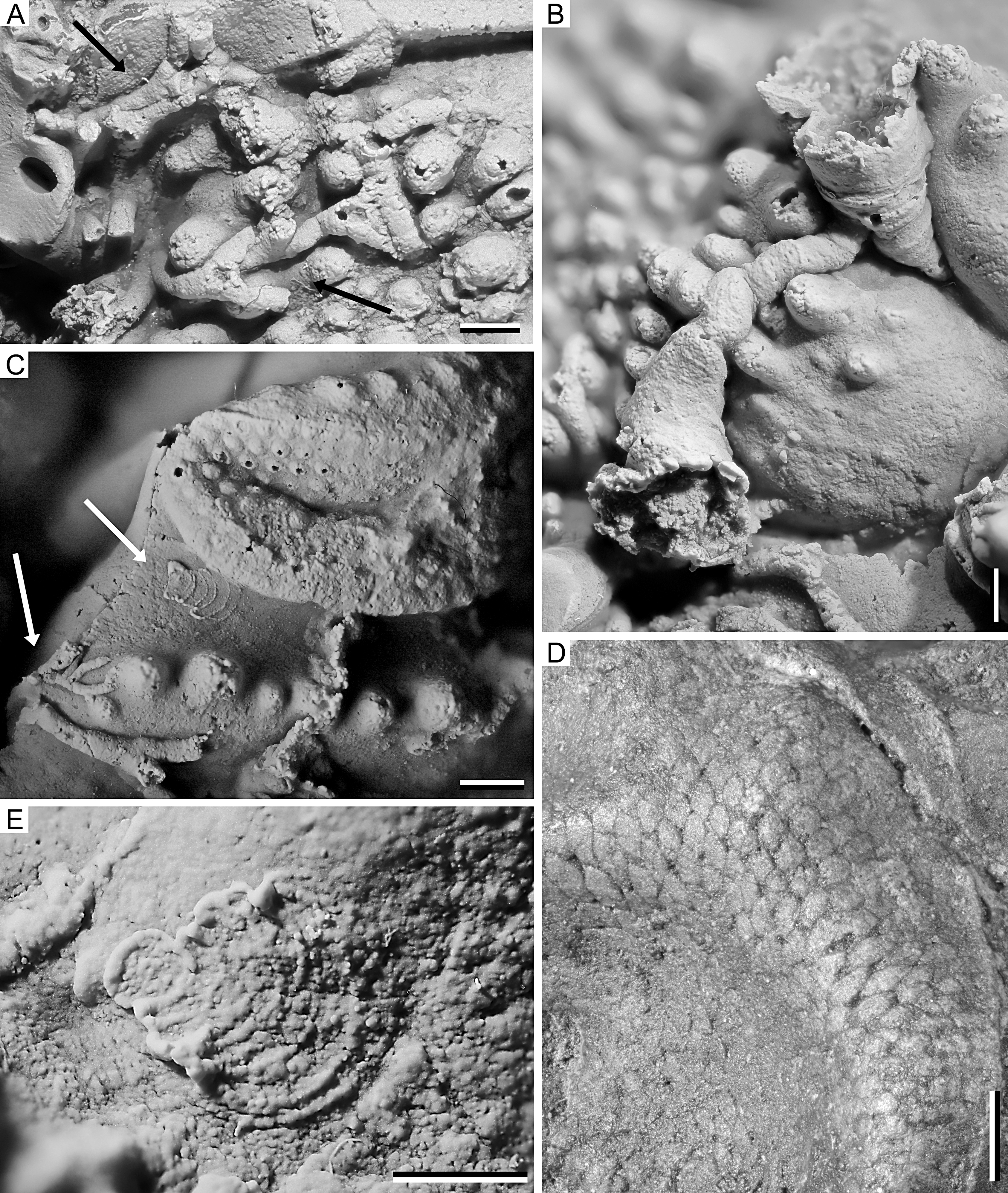 Image 1000000000000D2C00000F974843EABC.jpg