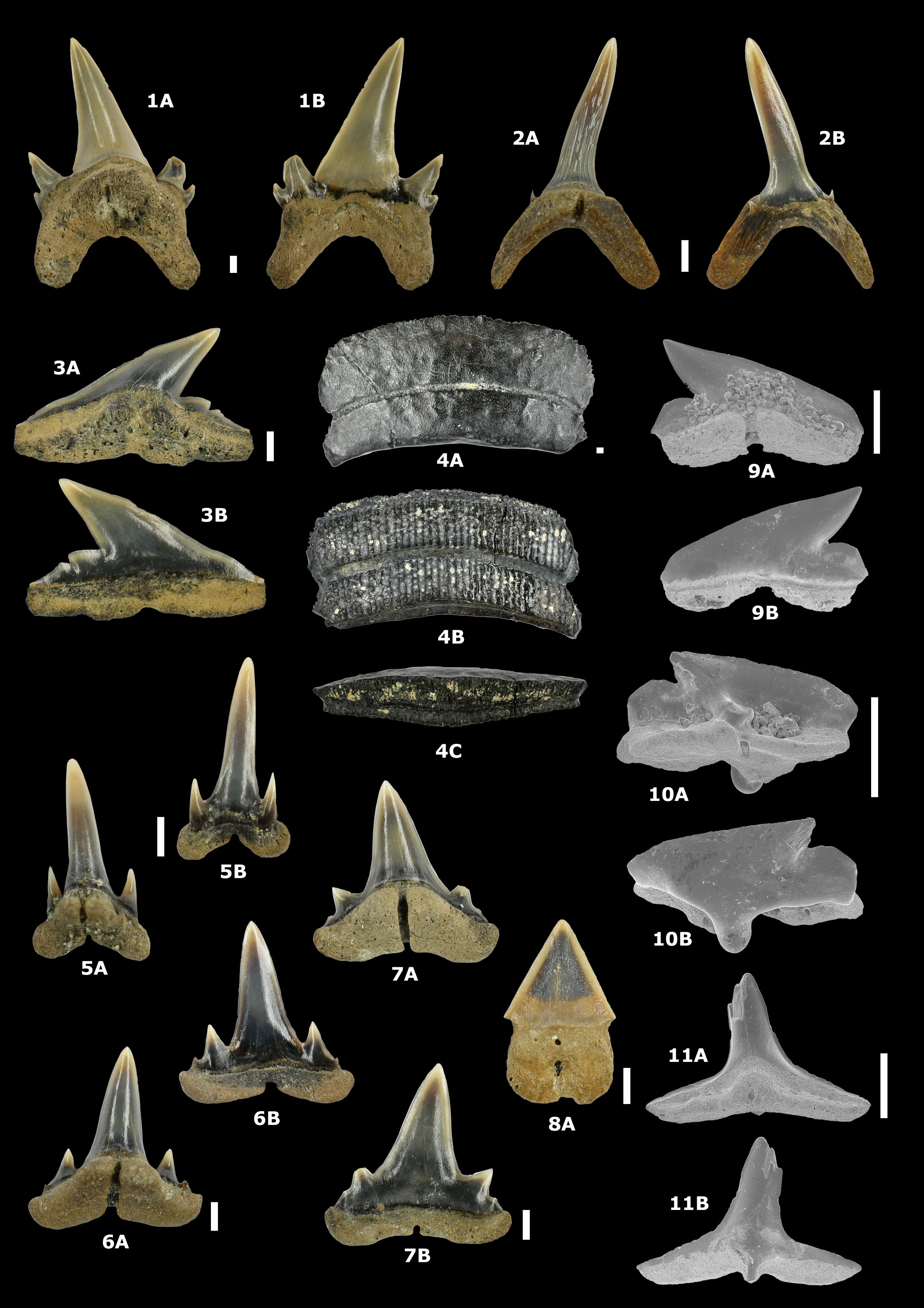 Image 10000000000009B000000DB4712AAC4D.jpg