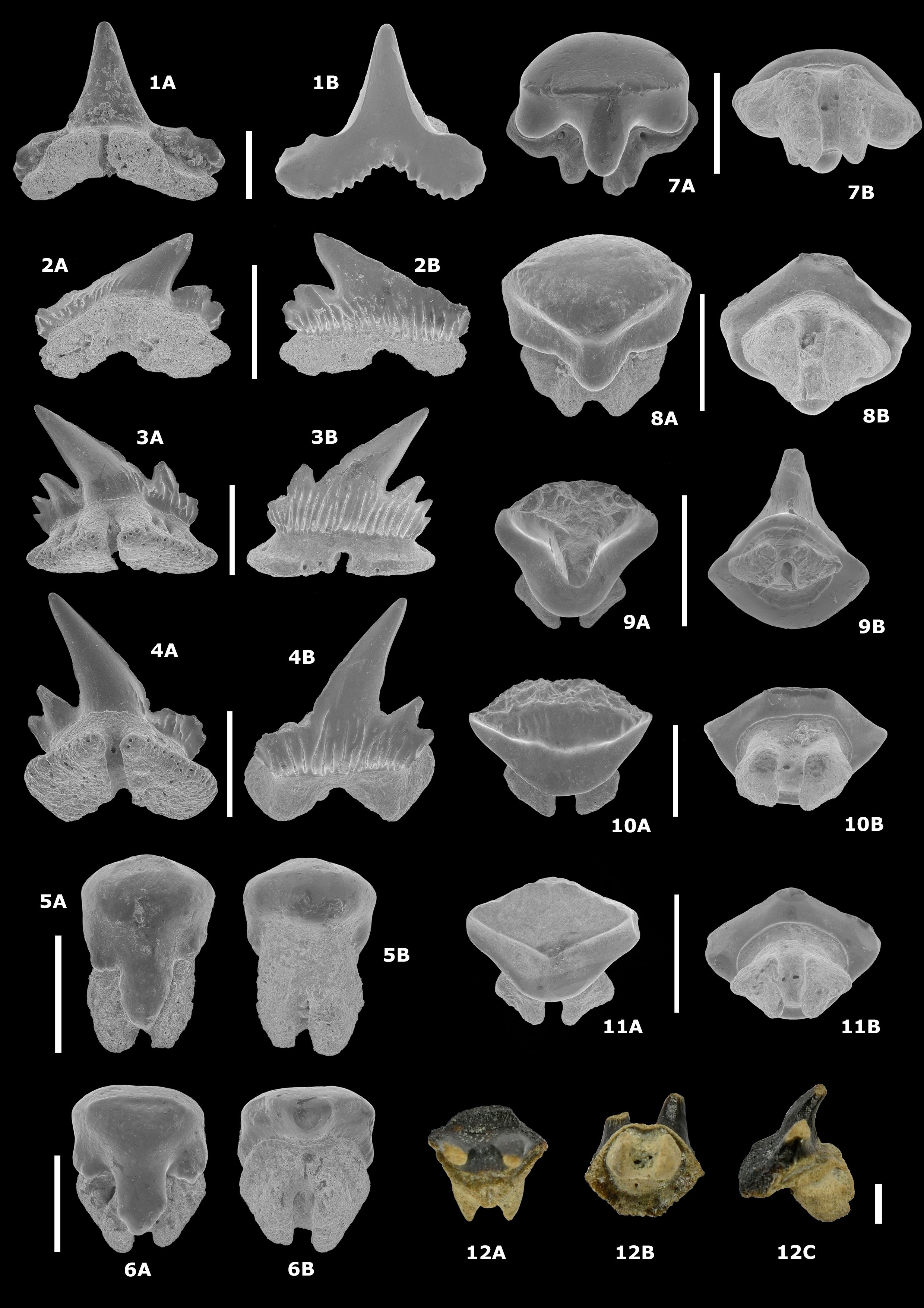 Image 10000000000009B000000DB417427120.jpg