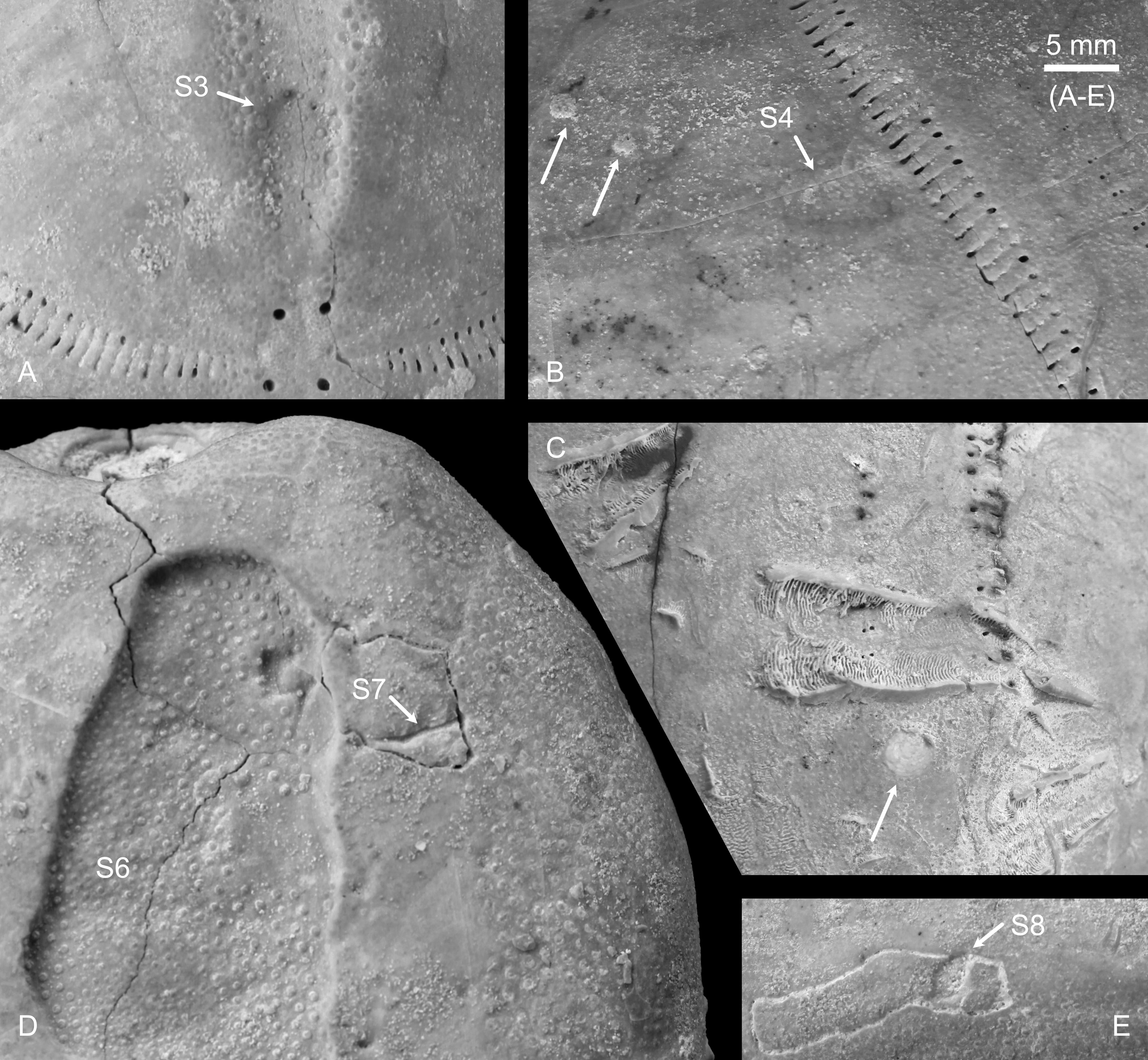 Image 1000000000000FB000000E7DA5776A83.jpg