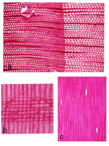 Image 10000000000001AE0000023C4E0ACCF6E63C5463.jpg