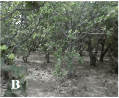 Image 10000201000001940000014B732CE913A60F376B.png