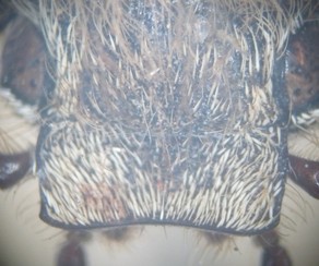 Image 1000000000000124000000F4925CE2B44D52EA3A.jpg