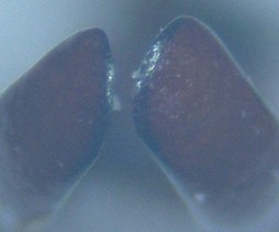 Image 10000000000000FE000000D39099FE39F61D57F5.jpg