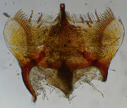 Image 10000001000000FE000000D709E42425EBDC7D16.png