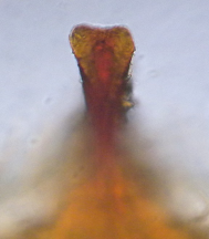 Image 10000001000000BD000000D8269F193A322D3183.png