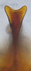 Image 100000010000006A000000F3ABC558219BBEBAF1.png