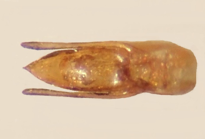 Image 10000000000002B6000001D7ABEA0FF1F6882170.png